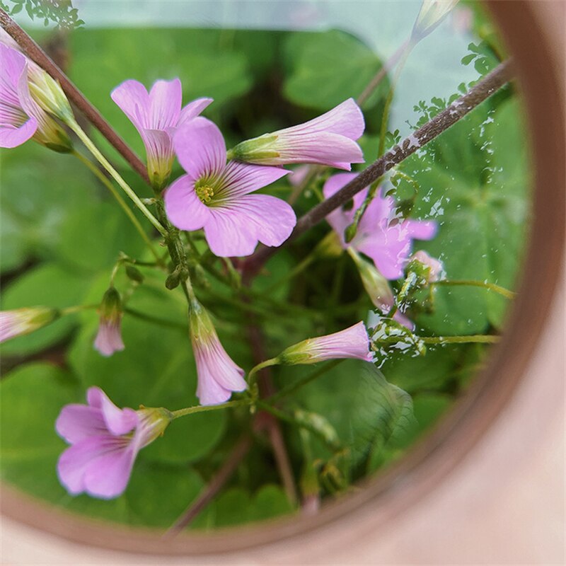 Wooden Magnifying Glass
